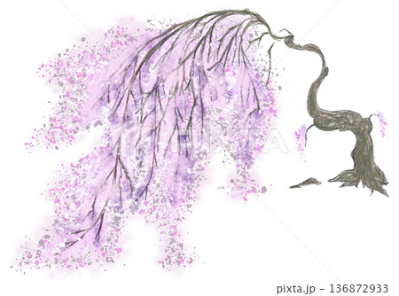 しだれ桜 136872933