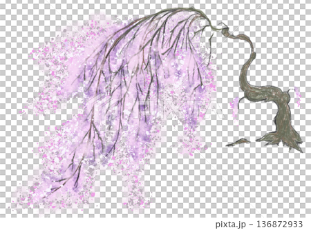 しだれ桜 136872933