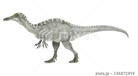 イベロスピナス『イベリアの棘』と名付けられたスピノサウルス科の立ち位置が揺れる恐竜 イベロスピナス『イベリアの棘』と名付けられたスピノサウルス科の立ち位置が揺れる恐竜 136872959