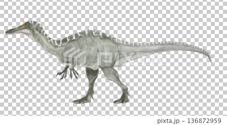 イベロスピナス『イベリアの棘』と名付けられたスピノサウルス科の立ち位置が揺れる恐竜 イベロスピナス『イベリアの棘』と名付けられたスピノサウルス科の立ち位置が揺れる恐竜 136872959