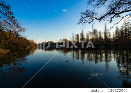 井の頭恩賜公園 幻想的な井の頭池 井の頭恩賜公園 幻想的な井の頭池 136872992