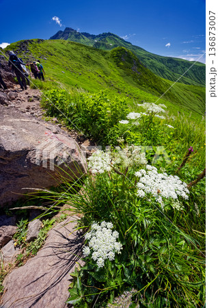 鳥海山・御浜付近を行く登山者と高山植物・新山山頂の眺め 136873007