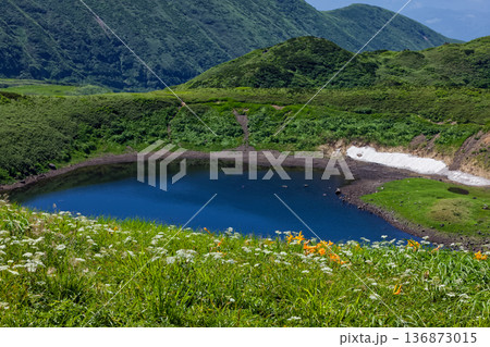 夏の鳥海山・鳥海湖と高山植物群落 136873015
