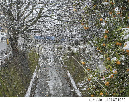 寒波の街角、雪化粧した柑橘の木と水路 136873022