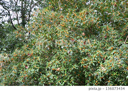 秋の公園　キンモクセイの花 136873434