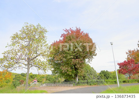 秋の公園　色づく　アメリカフウの木 136873435