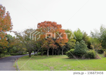 秋の公園 色づくケヤキの枝葉 秋の公園 色づくケヤキの枝葉 136873438