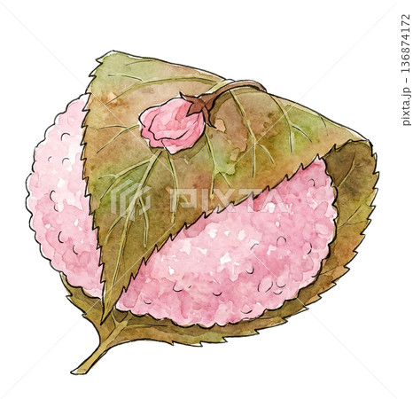 桜の花がのった道明寺（関西風桜餅）の水彩イラスト 136874172