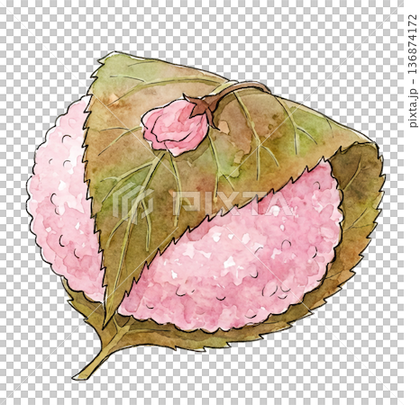 水彩插畫，描繪了道明寺（關西風味櫻花餅），上麵點綴著櫻花。 136874172