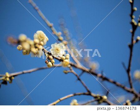 晴れた2月に可愛らしく咲いた白い梅の花「緑蕚枝垂（リョクガクシダレ）」 136874178