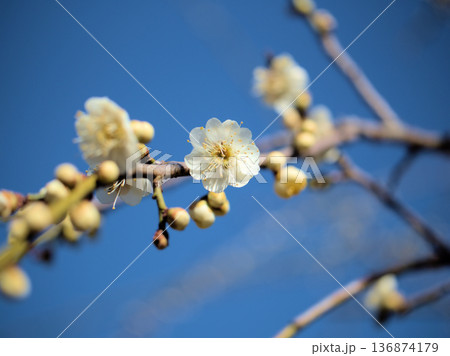 晴れた2月に可愛らしく咲いた白い梅の花「緑蕚枝垂(リョクガクシダレ)」 晴れた2月に可愛らしく咲いた白い梅の花「緑蕚枝垂(リョクガクシダレ)」 136874179