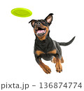 Playful funny Rottweiler pet dog catching a green frisbee isolated PNG cutout, transparent background. Canine training, active happy healthy doggy playing 136874774
