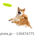 Playful funny shiba inu pet dog catching a green frisbee isolated PNG cutout, transparent background. Canine training, active happy healthy doggy playing 136874775