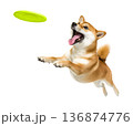 Playful funny shiba inu pet dog catching a green frisbee isolated PNG cutout, transparent background. Canine training, active happy healthy doggy playing 136874776