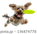 Playful funny Yorkshire Terrier pet dog catching a green frisbee isolated PNG cutout, transparent background. Canine training, active happy healthy doggy playing 136874778