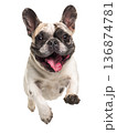 Playful funny French bulldog pet dog jumping isolated PNG cutout, transparent background. Active happy healthy doggy playing, good boy 136874781
