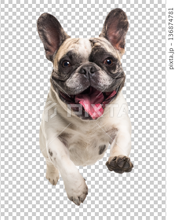Playful funny French bulldog pet dog jumping isolated PNG cutout, transparent background. Active happy healthy doggy playing, good boy 136874781