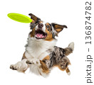 Playful funny Australian Shepherd pet dog catching a green frisbee isolated PNG cutout, transparent background. Canine training, active happy healthy doggy playing 136874782