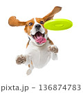 Playful funny Beagle pet dog catching a green frisbee isolated PNG cutout, transparent background. Canine training, active happy healthy doggy playing 136874783