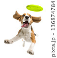 Playful funny Beagle pet dog catching a green frisbee isolated PNG cutout, transparent background. Canine training, active happy healthy doggy playing 136874784