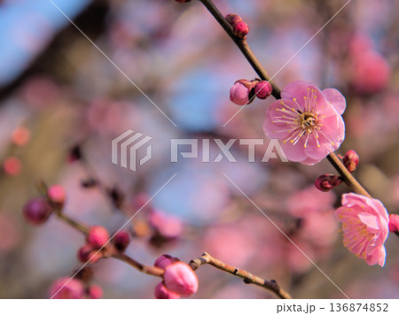 晴れた2月に美しく咲いたピンク色の梅の花「未開紅(ミカイコウ)」 晴れた2月に美しく咲いたピンク色の梅の花「未開紅(ミカイコウ)」 136874852