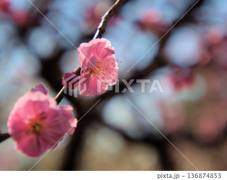 晴れた2月に美しく咲いたピンク色の梅の花「未開紅(ミカイコウ)」 晴れた2月に美しく咲いたピンク色の梅の花「未開紅(ミカイコウ)」 136874853
