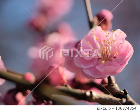 晴れた2月に美しく咲いたピンク色の梅の花「未開紅(ミカイコウ)」 晴れた2月に美しく咲いたピンク色の梅の花「未開紅(ミカイコウ)」 136874854