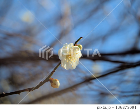晴れた2月に可愛らしく咲いた白い梅の花「緑蕚（リョクガク）」 136875091