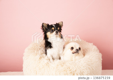 ピンクバックとベッドに入った2匹のチワワ 136875159