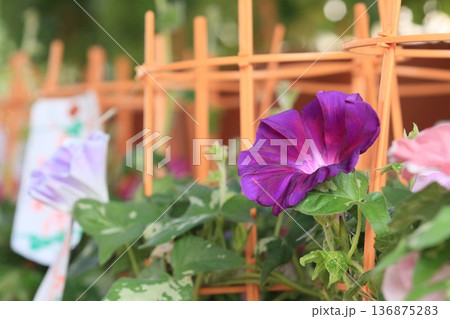 大輪の朝顔　入谷の朝顔市　東京の夏の風物詩 136875283