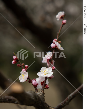春の訪れを告げる梅の花 136875310