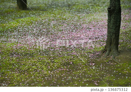 散った梅の花びら 散った梅の花びら 136875312
