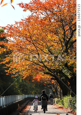 紅葉した桜並木 タテ位置 紅葉した桜並木 タテ位置 136875515