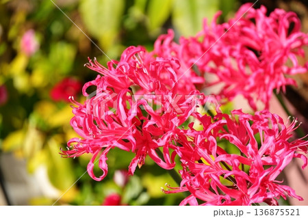 満開のネリネ 136875521