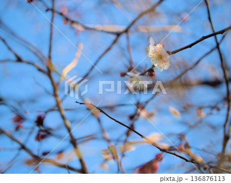 晴れた2月に美しく咲いた淡いピンク色の梅の花「八重旭（ヤエアサヒ）」 136876113