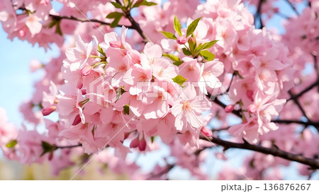 Delicate Pink Cherry Blossoms Against a Bright Blue Sky 136876267