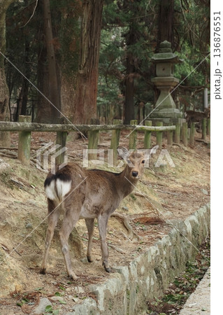 奈良春日大社の参道の鹿 136876551