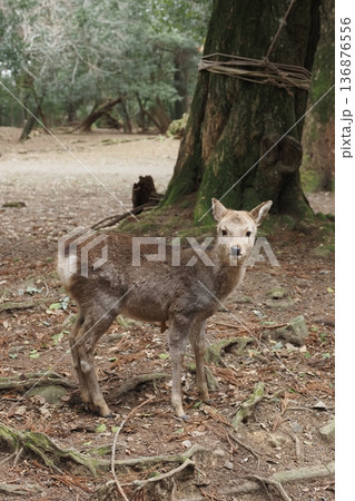 奈良公園の鹿 奈良公園の鹿 136876556