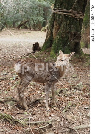 奈良公園の野生のシカ 奈良公園の野生のシカ 136876558