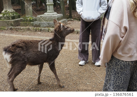 奈良公園の鹿と外国からの観光客 136876561