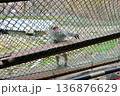 手を伸ばしてエサをねだる鬼怒川温泉のおさるの山のサル 136876629