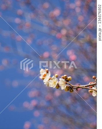早春に咲く梅の花 白梅【白加賀】 早春に咲く梅の花 白梅【白加賀】 136876802