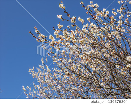 早春に咲く梅の花 白梅【白加賀】 早春に咲く梅の花 白梅【白加賀】 136876804