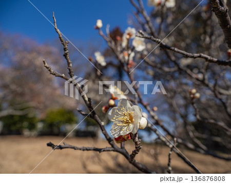 早春に咲く梅の花 白梅【白加賀】 早春に咲く梅の花 白梅【白加賀】 136876808