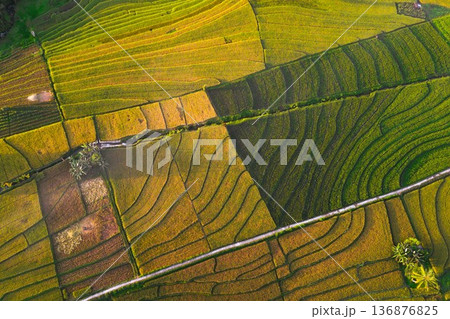 Beautiful morning view indonesia Panorama Landscape paddy fields 136876825
