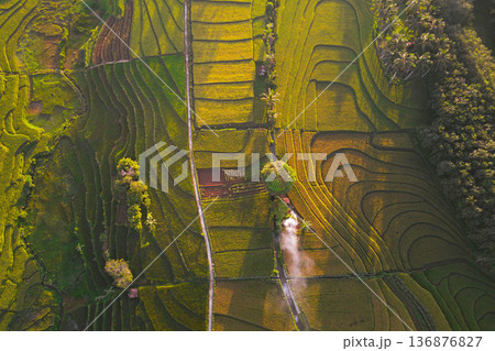 Beautiful morning view indonesia Panorama Landscape paddy fields Beautiful morning view indonesia Panorama Landscape paddy fields 136876827