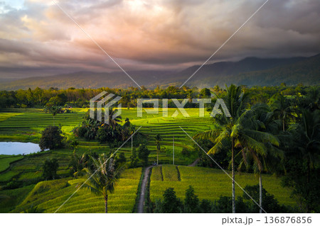 Beautiful morning view indonesia Panorama Landscape paddy fields 136876856