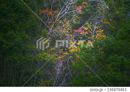 Beautiful morning view indonesia Panorama Landscape paddy fields 136876861