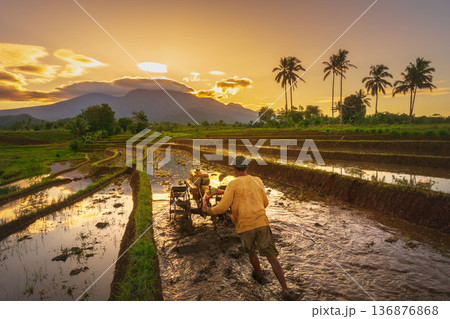 Beautiful morning view indonesia Panorama Landscape paddy fields Beautiful morning view indonesia Panorama Landscape paddy fields 136876868