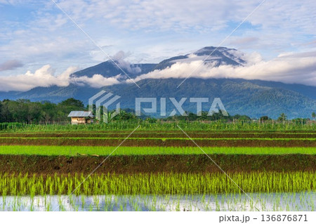 Beautiful morning view indonesia Panorama Landscape paddy fields 136876871